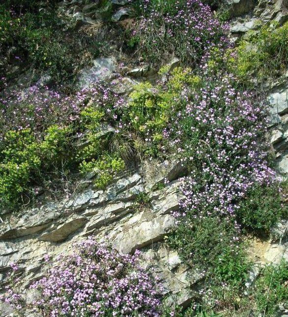 Saponaria ocymoides / Saponaria rossa